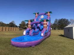 IMG 3302 1770671010 18' Purple Hurricane